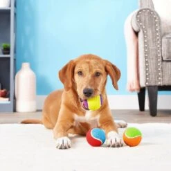 Frisco Fetch Squeaking Colorful Tennis Ball Dog Toy & Playology Scented Dual Layer Bone Dog Toy 14 Frisco Fetch Squeaking Colorful Tennis Ball Dog Toy & Playology Scented Dual Layer Bone Dog Toy -The Pet Haven Shop 319022 PT3. AC SS1800 V1630552585