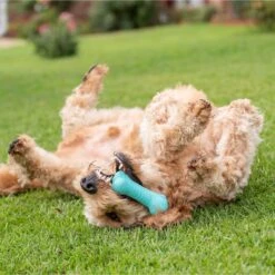 Frisco Fetch Squeaking Colorful Tennis Ball Dog Toy & Playology Scented Dual Layer Bone Dog Toy 17 Frisco Fetch Squeaking Colorful Tennis Ball Dog Toy & Playology Scented Dual Layer Bone Dog Toy -The Pet Haven Shop 319022 PT6. AC SS1800 V1630561003