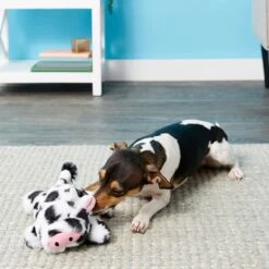 Frisco Cow Plush Squeaky Dog Toy & Playology Scented Dual Layer Ring Dog Toy -The Pet Haven Shop 319488 PT3. AC SS1800 V1630626696