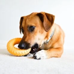 Frisco Cow Plush Squeaky Dog Toy & Playology Scented Dual Layer Ring Dog Toy -The Pet Haven Shop 319488 PT8. AC SS1800 V1630625808