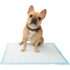 Frisco Training Pad Holder & Frisco Premium Dog Training & Potty Pads -The Pet Haven Shop 319526 PT8. AC SS1800 V1630628180