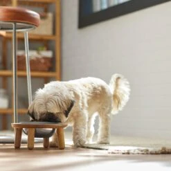 Frisco Premium Round Shape Elevated Single Dog & Cat Bowl -The Pet Haven Shop 331502 PT2. AC SS1800 V1657656893