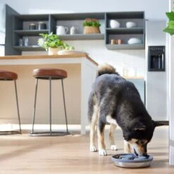 Frisco Silicone Stainless Paw Steel Slow Feeder Dog & Cat Bowl -The Pet Haven Shop 331528 PT2. AC SS1800 V1657656874