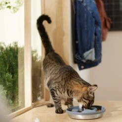 Frisco Silicone Stainless Paw Steel Slow Feeder Dog & Cat Bowl -The Pet Haven Shop 331528 PT3. AC SS1800 V1657656874