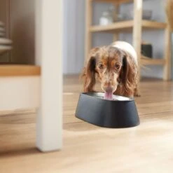 Frisco Long Eared Breed Stainless Steel Dog Bowl, Black, 2 Cup -The Pet Haven Shop 331530 PT2. AC SS1800 V1657656874