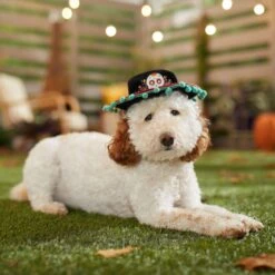 Frisco Day Of The Dead Dog & Cat Hat -The Pet Haven Shop 334497 PT6. AC SS1800 V1657720139