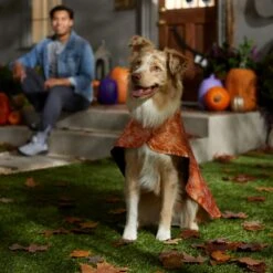 Frisco Spider Webbed Dog & Cat Costume Cape 12 Frisco Spider Webbed Dog & Cat Costume Cape -The Pet Haven Shop 334972 PT6. AC SS1800 V1657729812