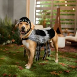 Frisco Spider Dog & Cat Costume -The Pet Haven Shop 335017 PT7. AC SS1800 V1657834853