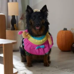 Frisco Front Walking Workout Girl Dog & Cat Costume 16 Frisco Front Walking Workout Girl Dog & Cat Costume -The Pet Haven Shop 335111 PT7. AC SS1800 V1657656881