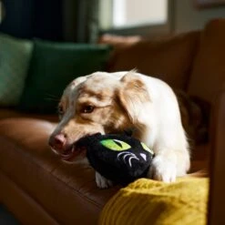 Frisco Halloween Black Cat Round Plush Squeaky Dog Toy -The Pet Haven Shop 344039 PT3. AC SS1800 V1657657031