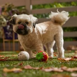 Frisco Halloween Chocolate Covered Strawberries Latex Squeaky Dog Toy 8 Frisco Halloween Chocolate Covered Strawberries Latex Squeaky Dog Toy -The Pet Haven Shop 344043 PT3. AC SS1800 V1657657031