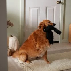 Frisco Halloween Crow Plush Squeaky Dog Toy -The Pet Haven Shop 344156 PT3. AC SS1800 V1657657048