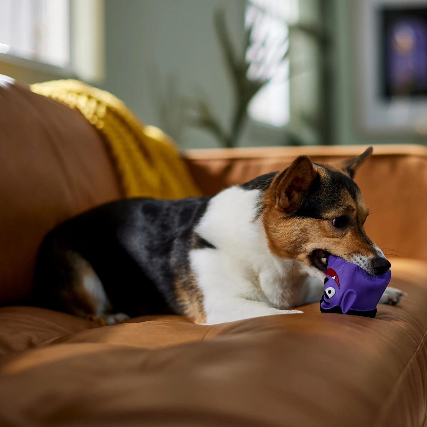 Frisco Halloween Vampire Latex Squeaky Dog Toy 5 Frisco Halloween Vampire Latex Squeaky Dog Toy - Image 3