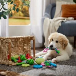 Frisco Small Breed Puppies Rope & TPR Variety Pack Puppy Toy 10 Frisco Small Breed Puppies Rope & TPR Variety Pack Puppy Toy -The Pet Haven Shop 358552 PT4. AC SS1800 V1669908588