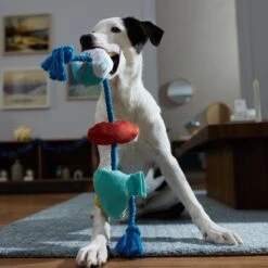 Frisco Hanukkah Celebration Plush With Rope Squeaky Dog Toy 9 Frisco Hanukkah Celebration Plush With Rope Squeaky Dog Toy -The Pet Haven Shop 360986 PT3. AC SS1800 V1661874063