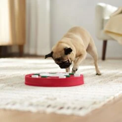 Frisco Bento Interactive Puzzle Dog Toy, Moderate -The Pet Haven Shop 506226 PT5. AC SS1800 V1674664929