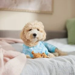 Frisco Blue Ocean Waves Dog & Cat Jersey PJs 12 Frisco Blue Ocean Waves Dog & Cat Jersey PJs -The Pet Haven Shop 556142 PT5. AC SS1800 V1674828705