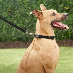 Frisco Solid Nylon Dog Leash + 4 Items 15 Frisco Solid Nylon Dog Leash + 4 Items -The Pet Haven Shop 623766 PT4. AC SS1800 V1662743050