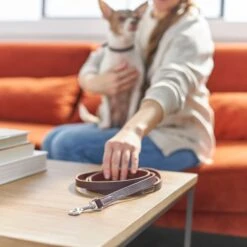 Frisco Top Grain Leather Leash + 4 Items 15 Frisco Top Grain Leather Leash + 4 Items -The Pet Haven Shop 630958 PT4. AC SS1800 V1662742186