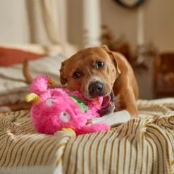 Frisco Halloween Zany Monster Muscle Plush Squeaky Dog Toy 10 Frisco Halloween Zany Monster Muscle Plush Squeaky Dog Toy -The Pet Haven Shop 668166 PT3. AC SS1800 V1689271301