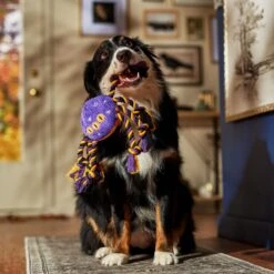 Frisco Halloween Magical Spider Plush With Rope Squeaky Dog Toy -The Pet Haven Shop 668310 PT3. AC SS1800 V1690571954