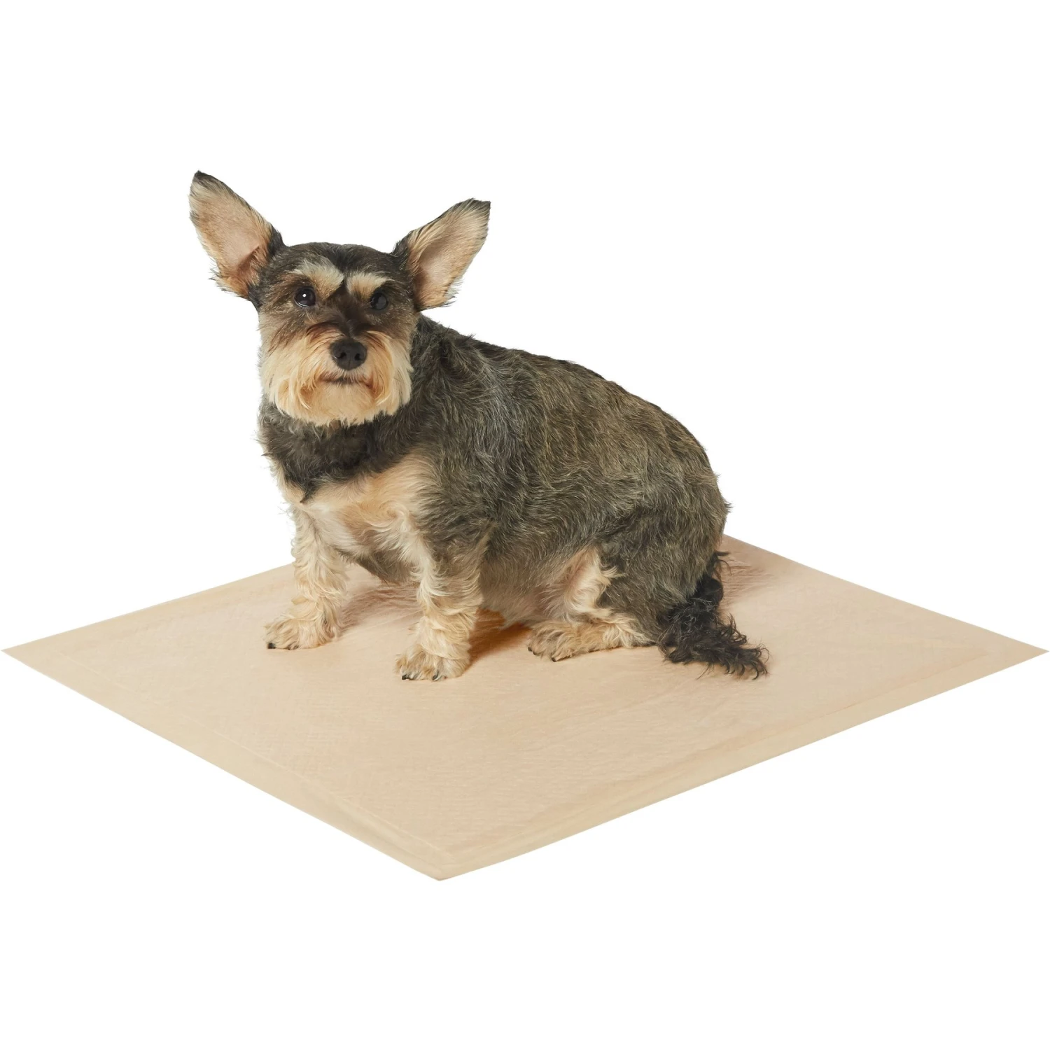 Frisco Large Eco-Conscious Dog Training & Potty Pads & American Journey Peanut Butter Recipe Grain-Free Oven Baked Crunchy Biscuit Dog Treats 6 Frisco Large Eco-Conscious Dog Training & Potty Pads & American Journey Peanut Butter Recipe Grain-Free Oven Baked Crunchy Biscuit Dog Treats - Image 4