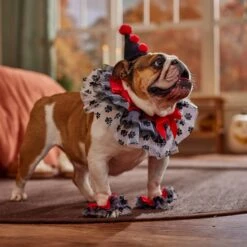 Frisco Clown Dog & Cat Costume Accessory 14 Frisco Clown Dog & Cat Costume Accessory -The Pet Haven Shop 706526 PT7. AC SS1800 V1689282556