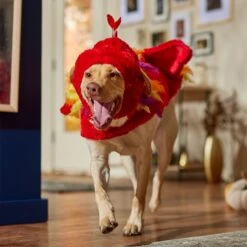 Frisco Flying Phoenix Dog & Cat Costume 16 Frisco Flying Phoenix Dog & Cat Costume -The Pet Haven Shop 708150 PT7. AC SS1800 V1689343869