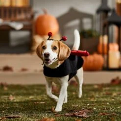 Frisco Glittered Ladybug Dog & Cat Costume -The Pet Haven Shop 708254 PT7. AC SS1800 V1689354959