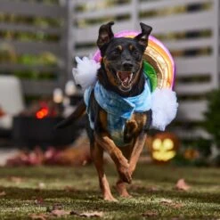 Frisco Over The Rainbow Dog & Cat Costume -The Pet Haven Shop 708470 PT7. AC SS1800 V1689278721