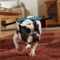 Frisco Magical Butterfly Wings Dog & Cat Costume Accessory -The Pet Haven Shop 713062 PT7. AC SS1800 V1689354962