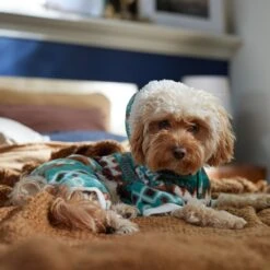 Frisco Fairisle Cozy Plush Fleece Dog & Cat PJs, Green -The Pet Haven Shop 719054 PT7. AC SS1800 V1692375980