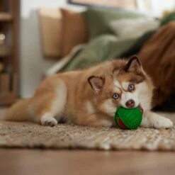 Frisco Holiday Fetch Squeaky Tennis Ball With Rubber Sleeve Dog Toy -The Pet Haven Shop 739686 PT3. AC SS1800 V1694812401