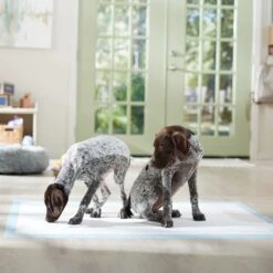 Frisco Mega Non-Skid Ultra Premium Dog Training & Potty Pads -The Pet Haven Shop 793822 PT6. AC SS1800 V1683033862