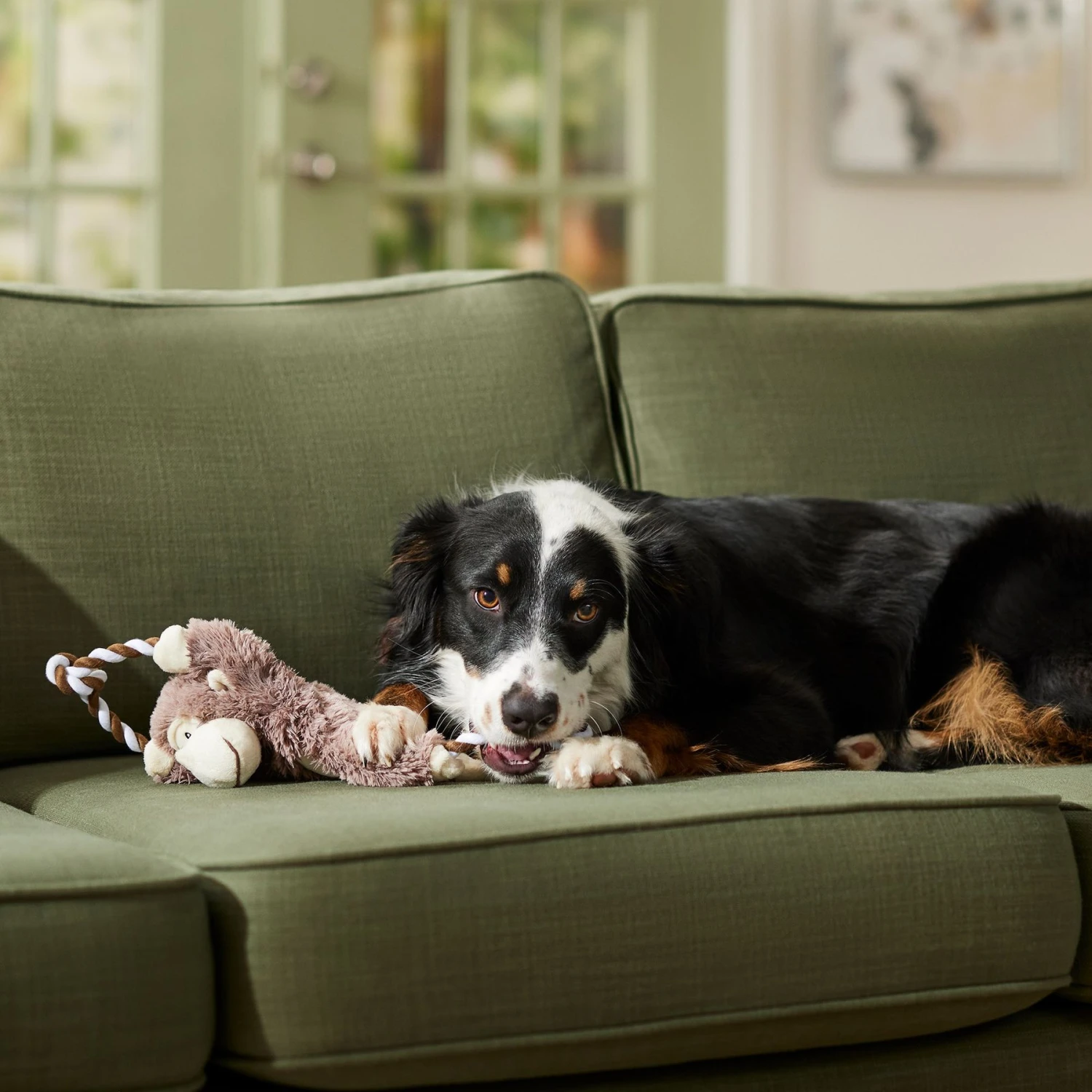 Frisco Monkey Plush With Rope Squeaky Dog Toy & Frisco Cow Plush With Inside Rope Squeaky Dog Toy 7 Frisco Monkey Plush With Rope Squeaky Dog Toy & Frisco Cow Plush With Inside Rope Squeaky Dog Toy - Image 5