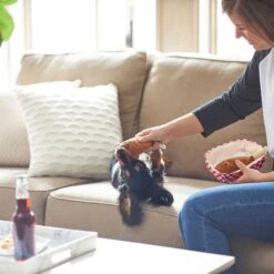 Frisco Corndog Interactive Plush Squeaky Dog Toy & Frisco Guacamole Hide & Seek Puzzle Plush Squeaky Dog Toy -The Pet Haven Shop 962086 PT3. AC SS1800 V1694782979