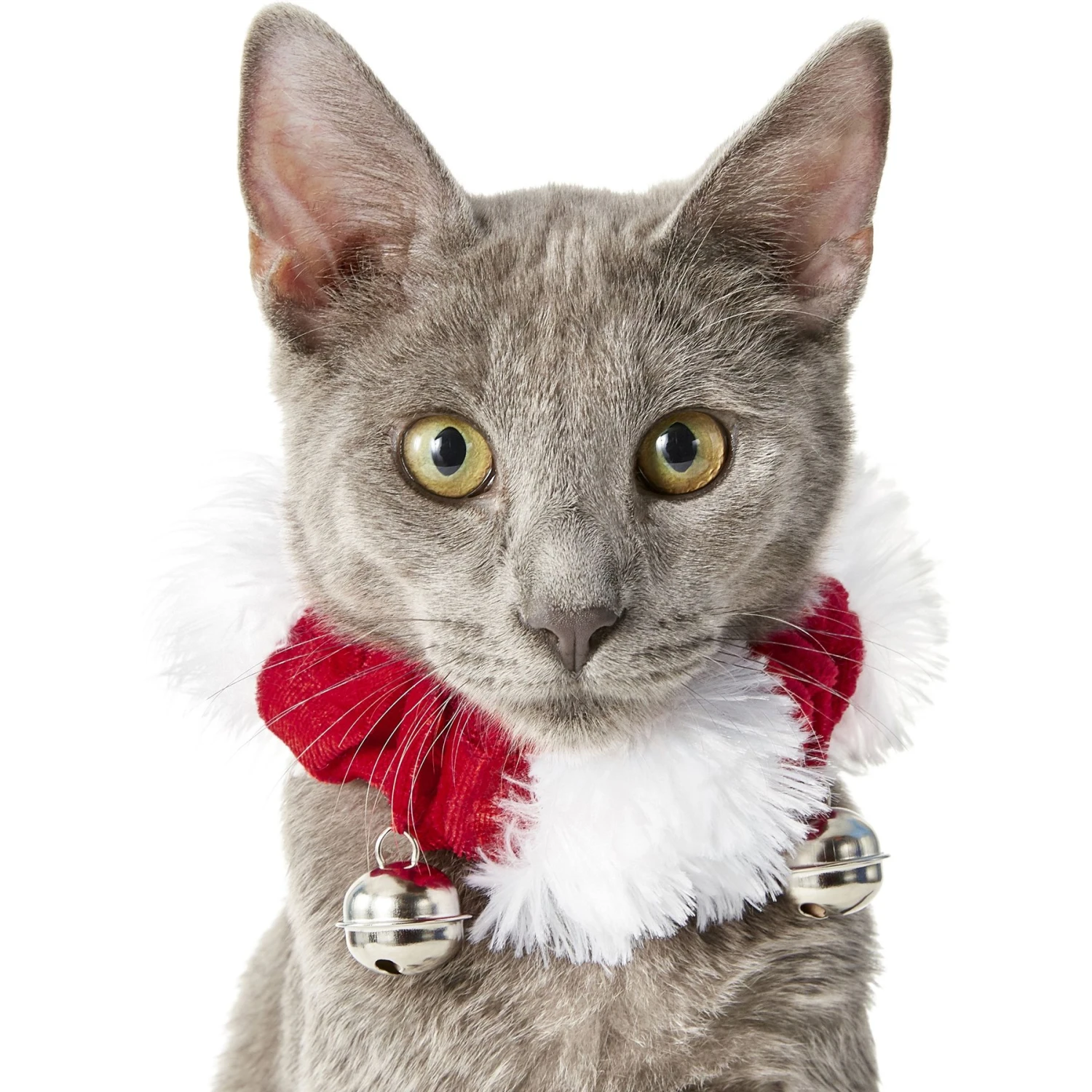 Frisco Holiday Dog & Cat Santa Hat, 1 Count & Frisco Jingle Bells Dog & Cat Holiday Collar With Bells, 1 Count 9 Frisco Holiday Dog & Cat Santa Hat, 1 Count & Frisco Jingle Bells Dog & Cat Holiday Collar With Bells, 1 Count - Image 7