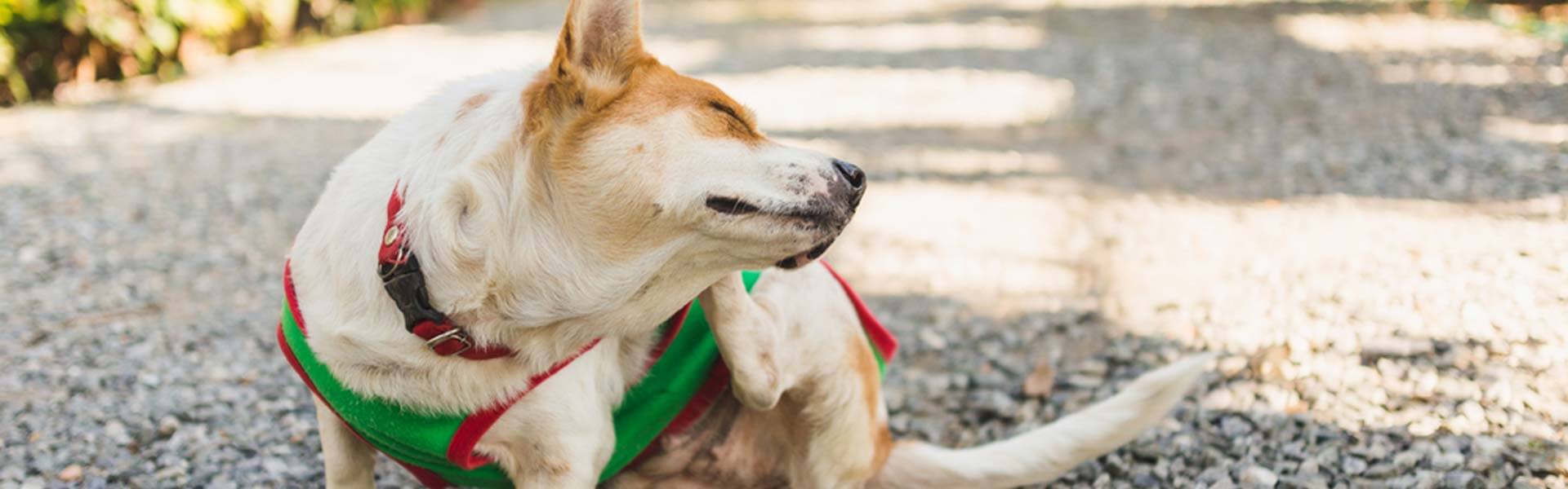 The Pet Haven Shop -The Pet Haven Shop banner275