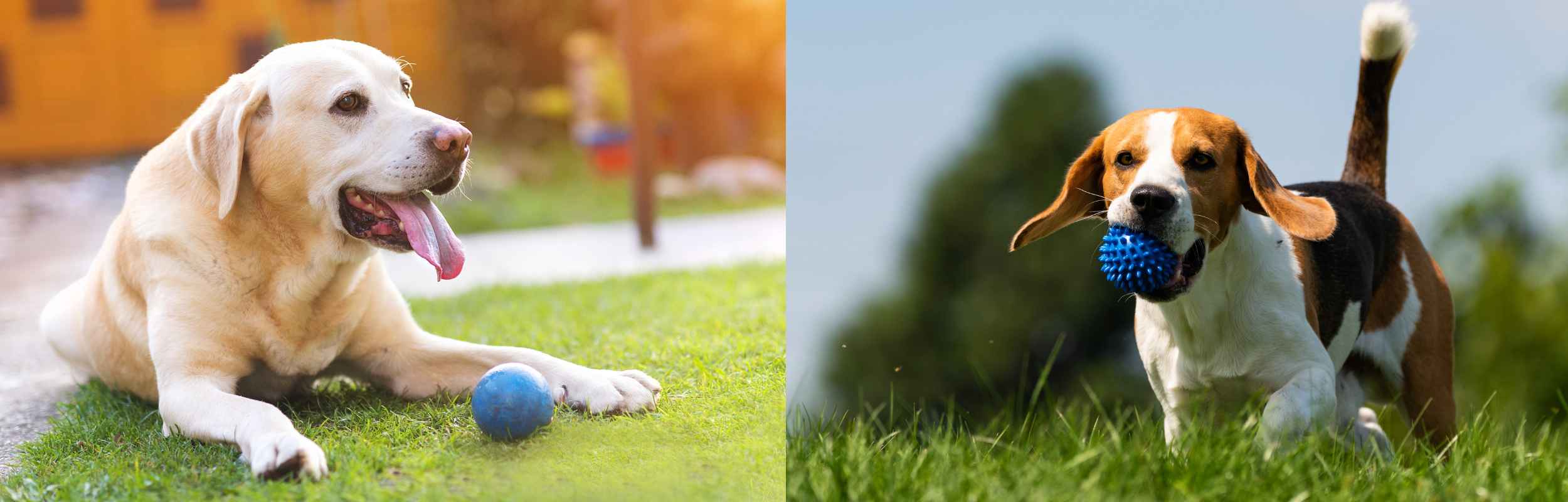 The Pet Haven Shop -The Pet Haven Shop banner423